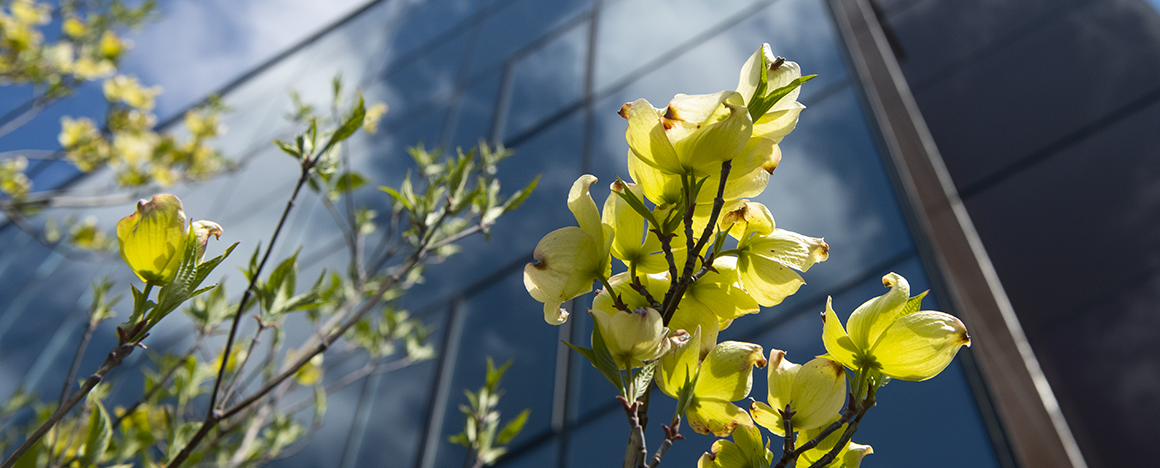 Spring flowers in front of the Science and Engineering Complex